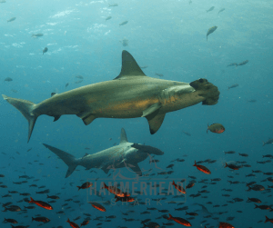 14 Fascinating Hammerhead Shark Facts