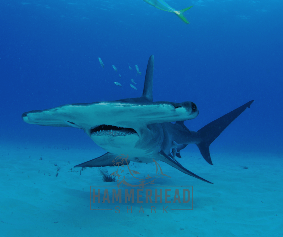 5 Incredible Hammerhead Shark Facts