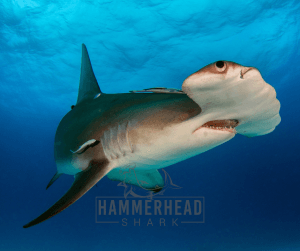 9 Different Types of Hammerhead Sharks