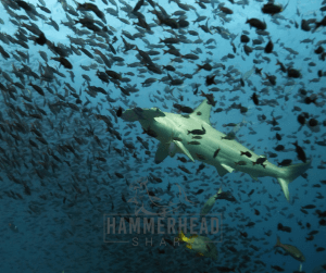 Are Hammerhead Sharks Aggressive